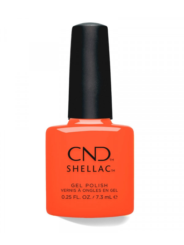 Shellac Ig-Night-Ed